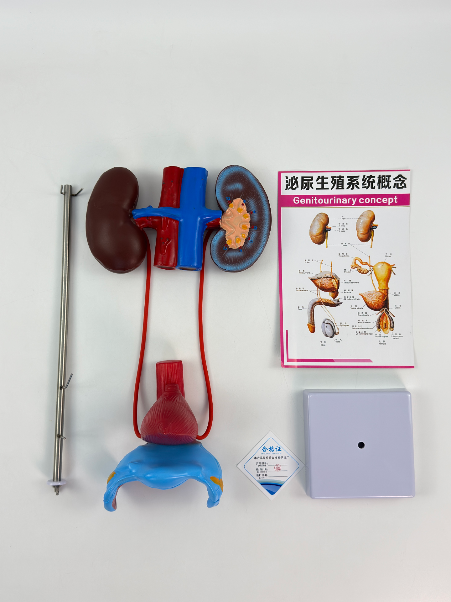 Female urogenital system model-0