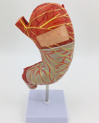 1.5 times magnified stomach anatomical model-1