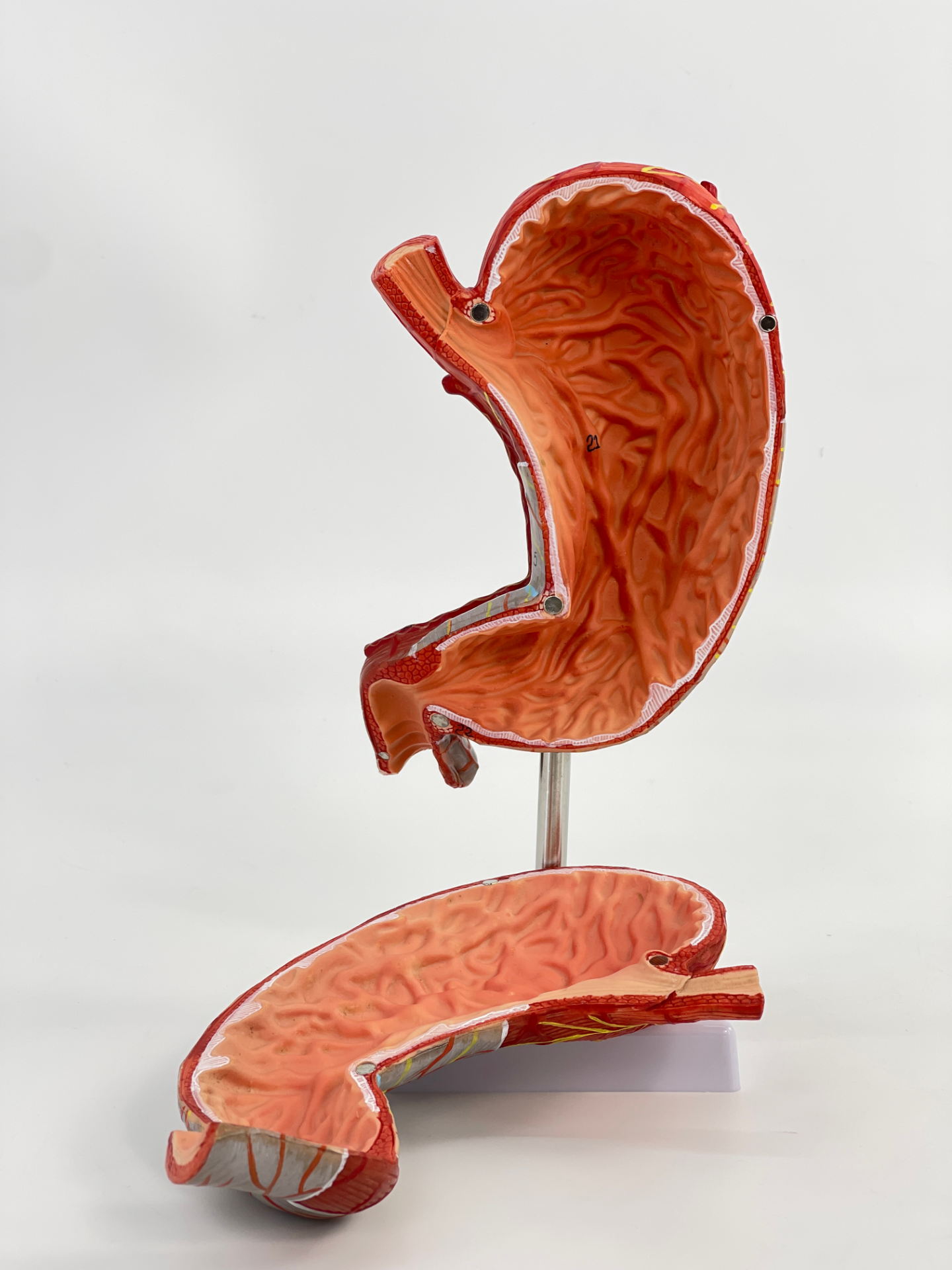 1.5 times magnified stomach anatomical model-0
