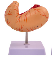 Natural large stomach anatomical model-1