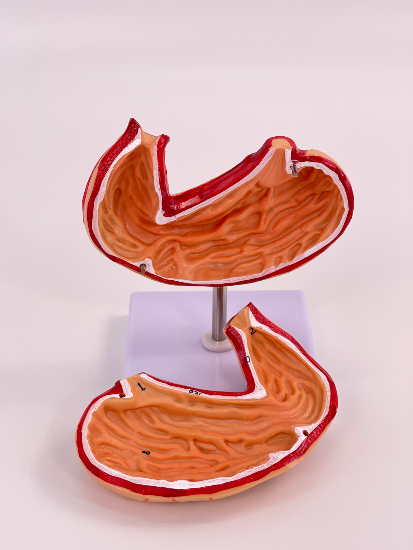 Natural large stomach anatomical model-0