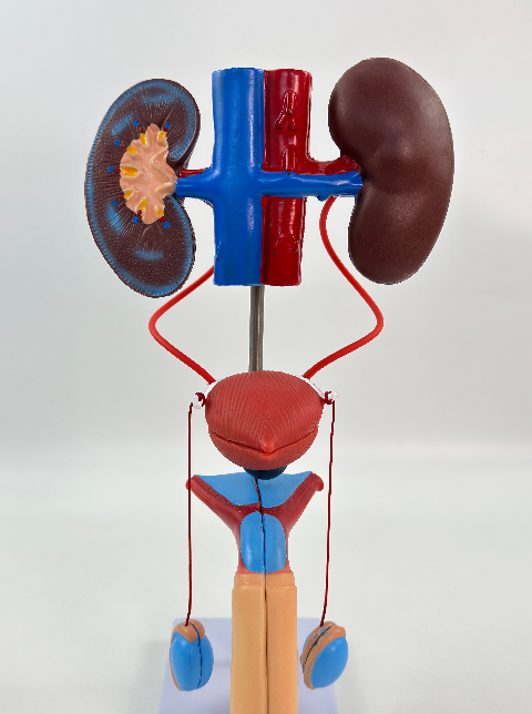 Male urogenital system model-1