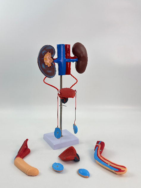 Male urogenital system model-0