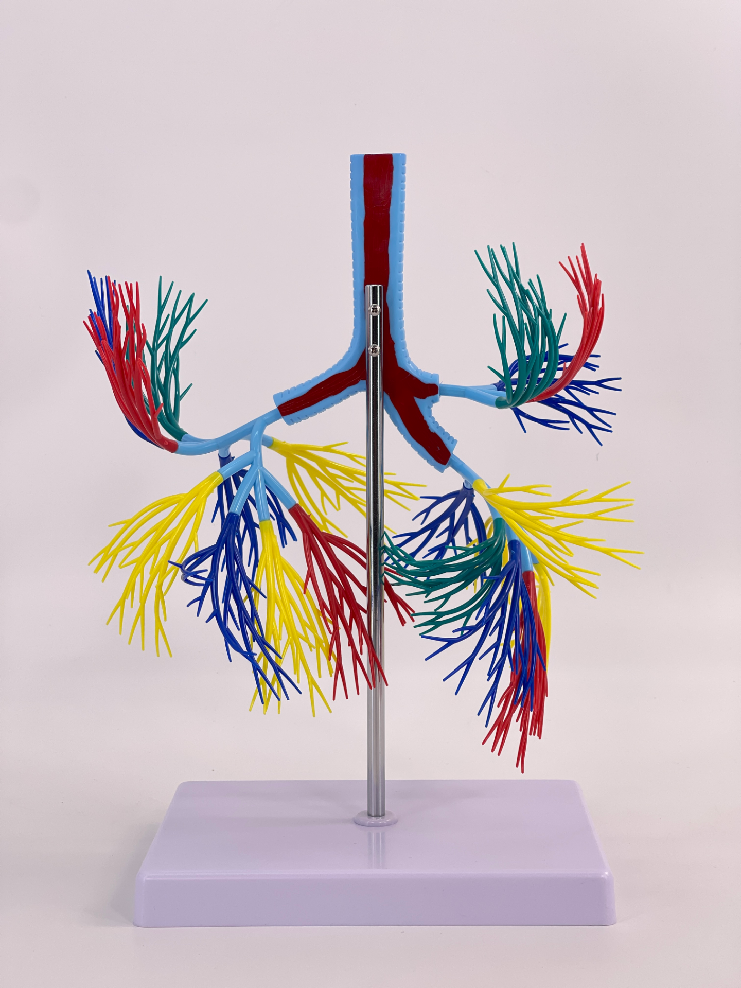 Bronchial tree model-1