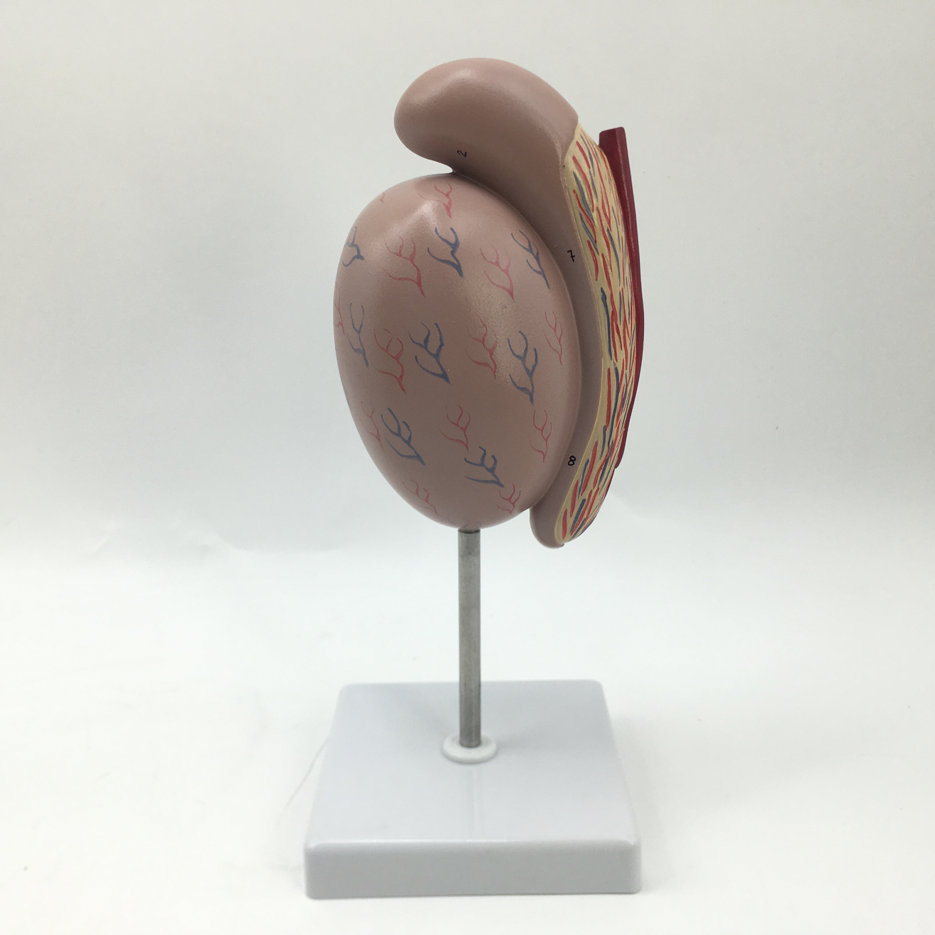 Testicular model-0