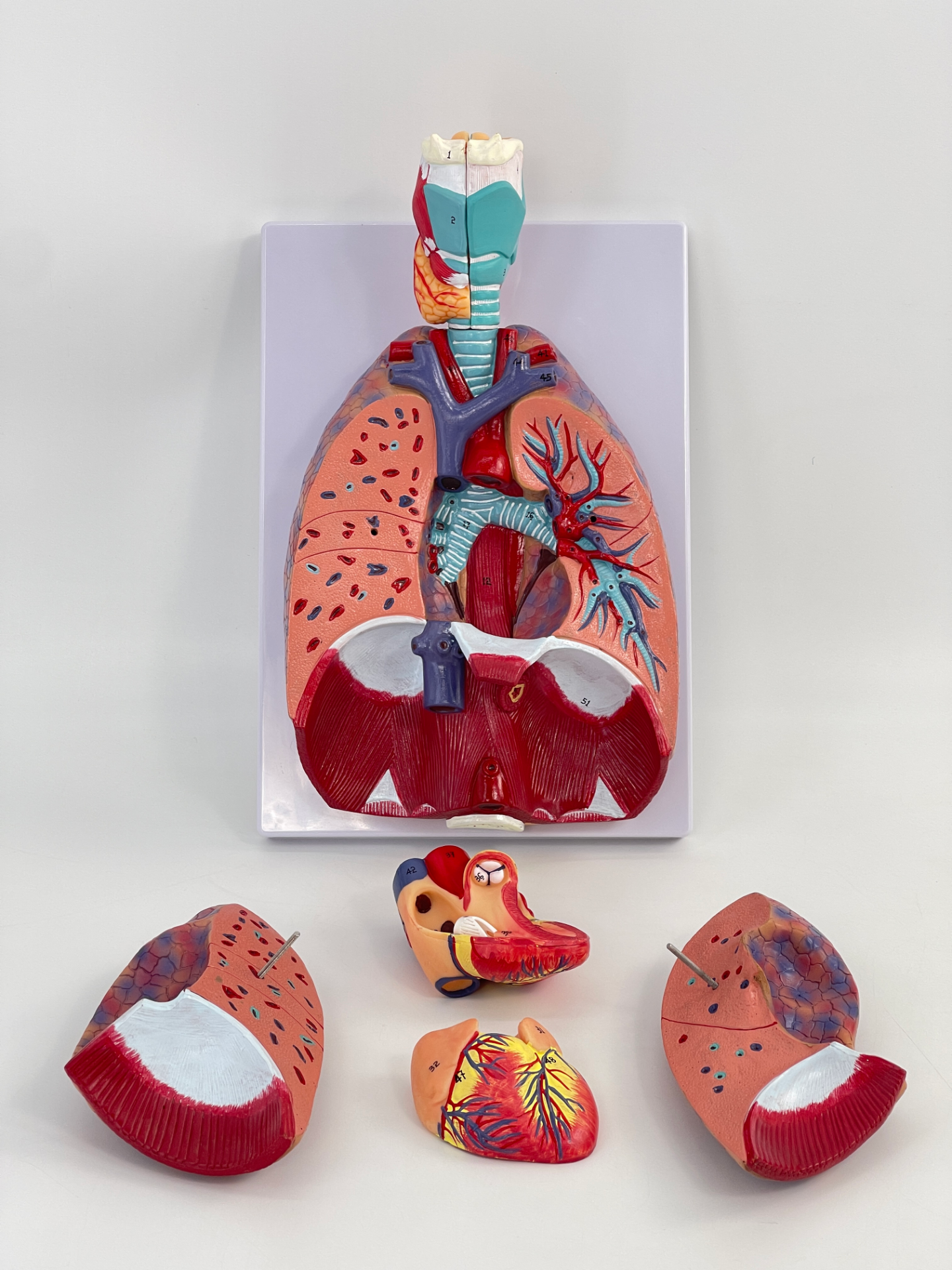 Laryngeal, cardiac, pulmonary and respiratory system (with labels)-0