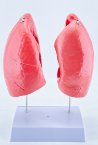 Lung anatomical model-1
