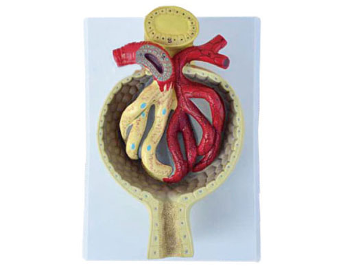 Glomerular model-1