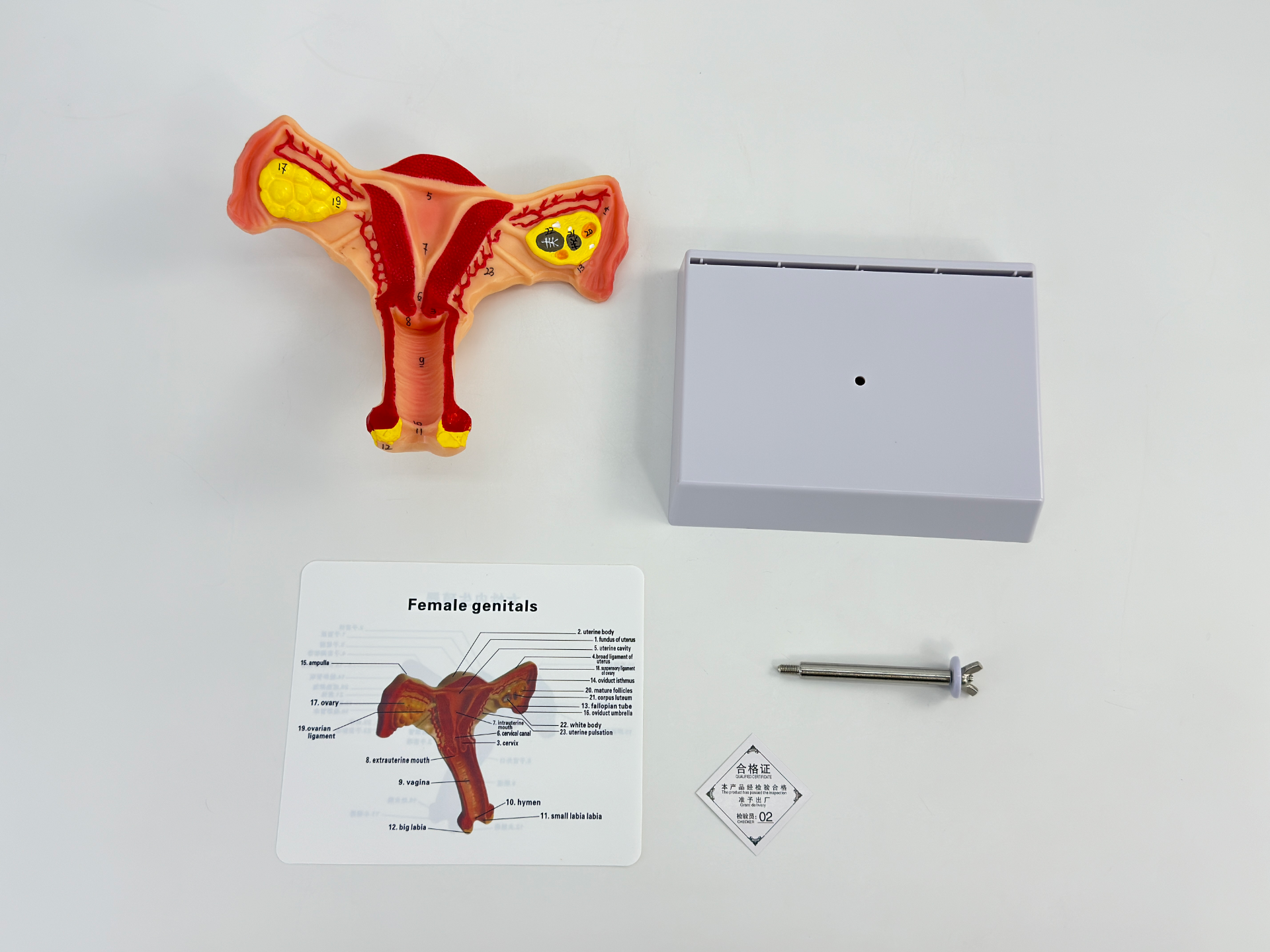 Bilateral ovaries and uterus-0