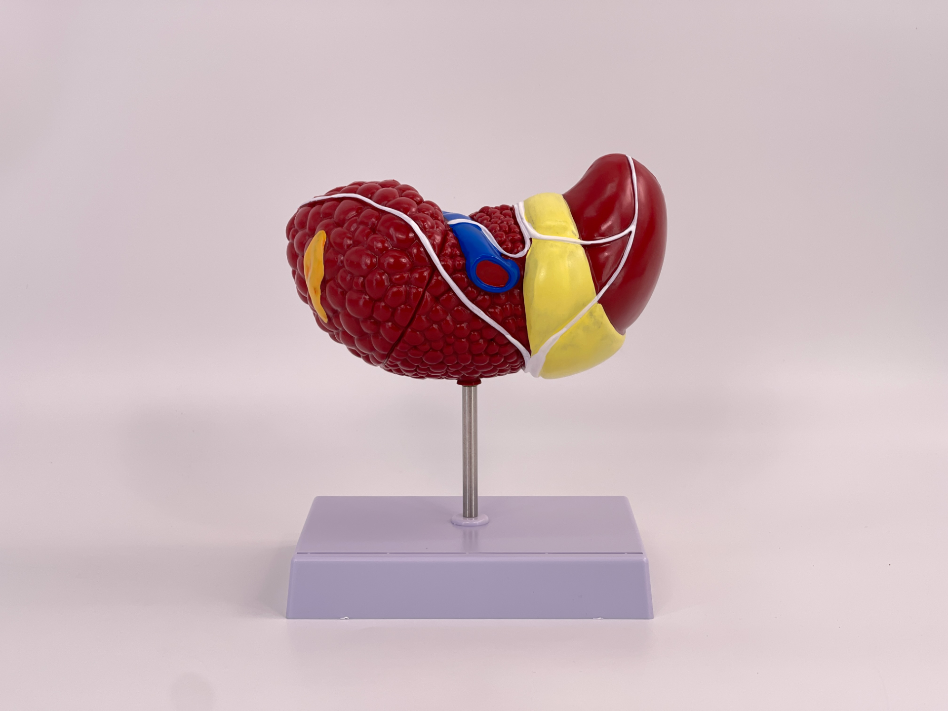 Pathological color classification liver model-0