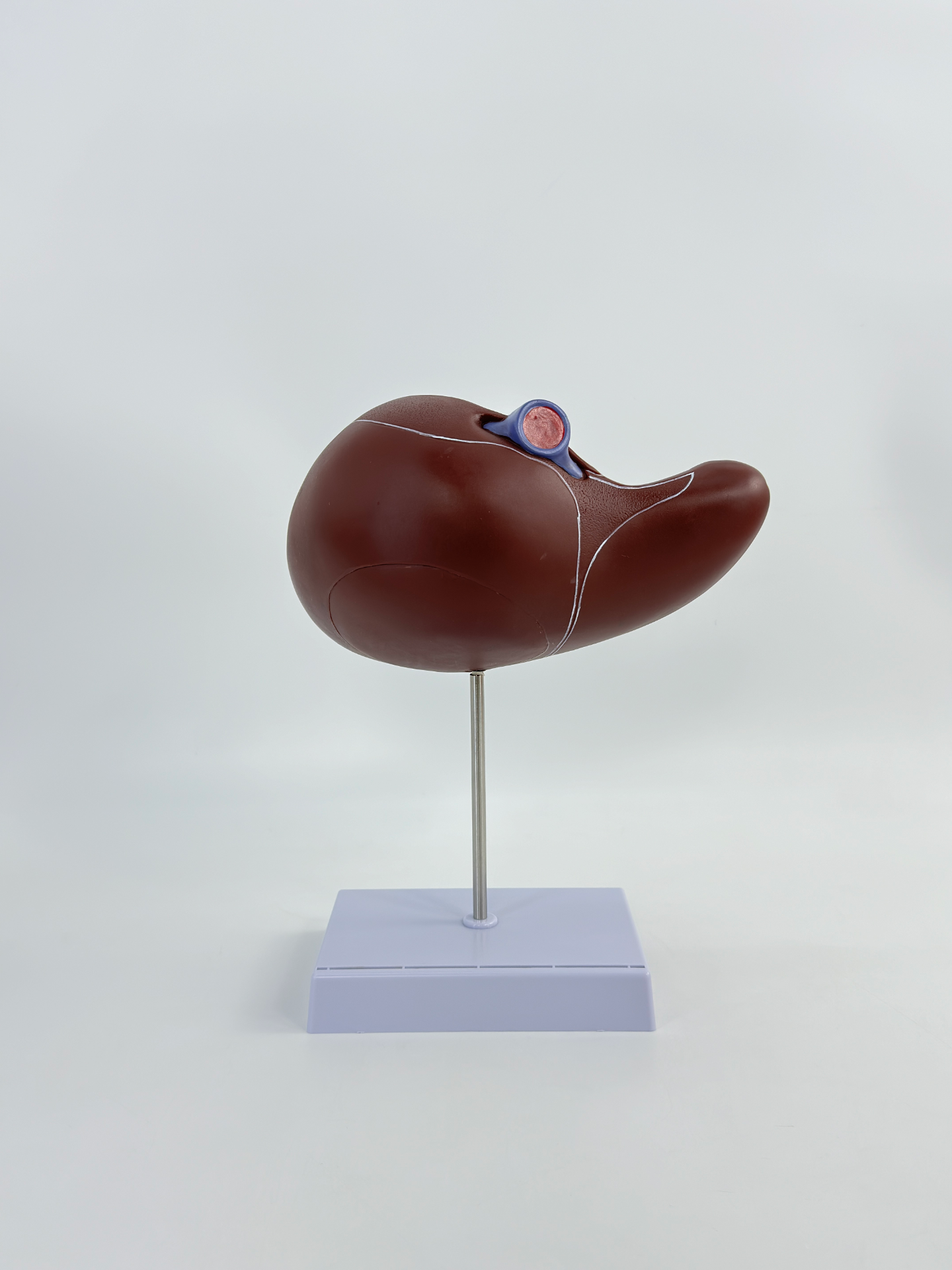 Liver anatomical model-1