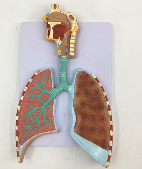 Respiratory system model (relief style)-1