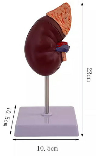 Natural large adrenal gland-0