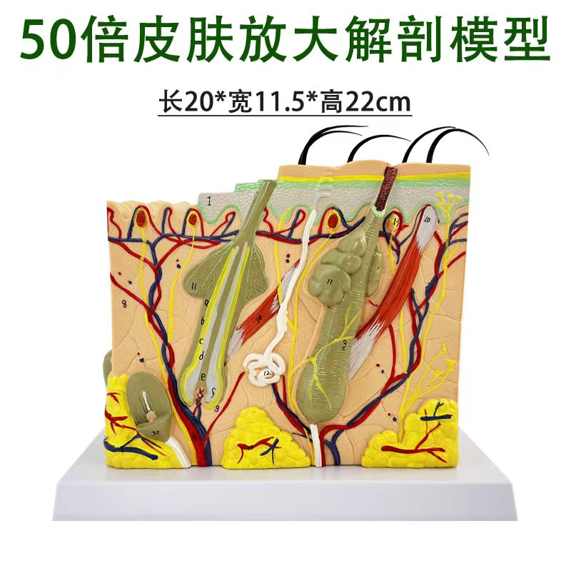 50x skin magnification model-1