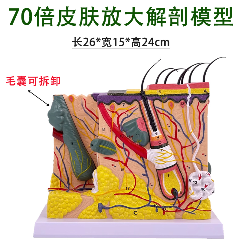 70x three-dimensional skin magnifying model with 2 detachable parts-0