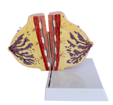 Anatomize the breast in the resting phase-1