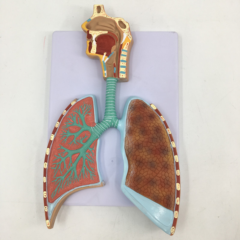 Respiratory system model (relief style)-0