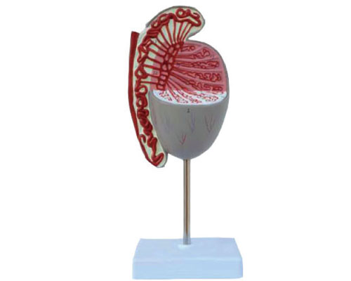 Testicular model-1