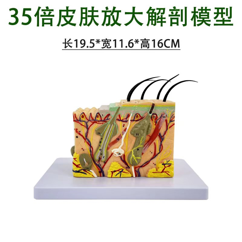 Skin magnification model (35x)-1