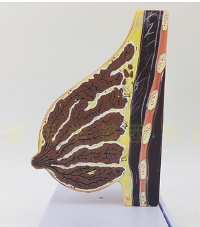 Breast during lactation (half side)-0
