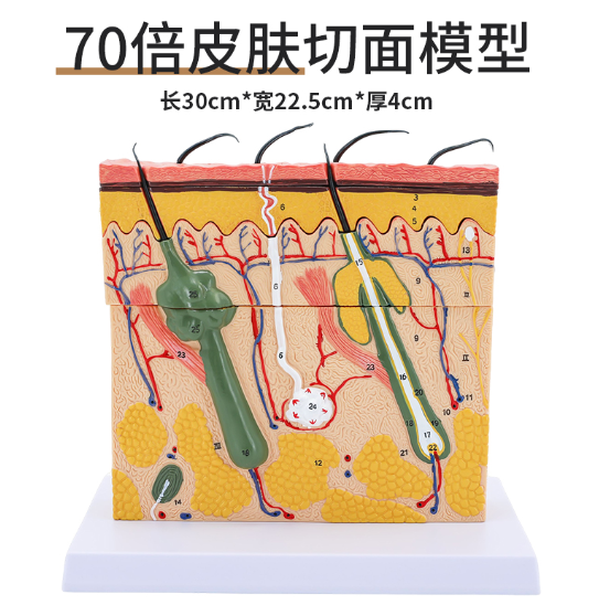 Skin cross-section magnified model-0