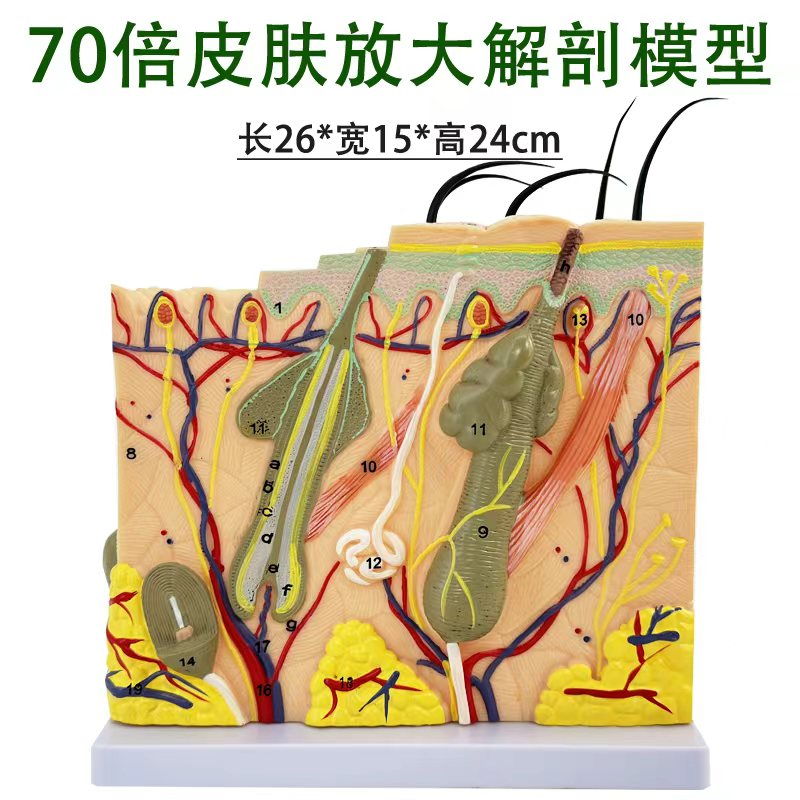 70x skin magnification model-1