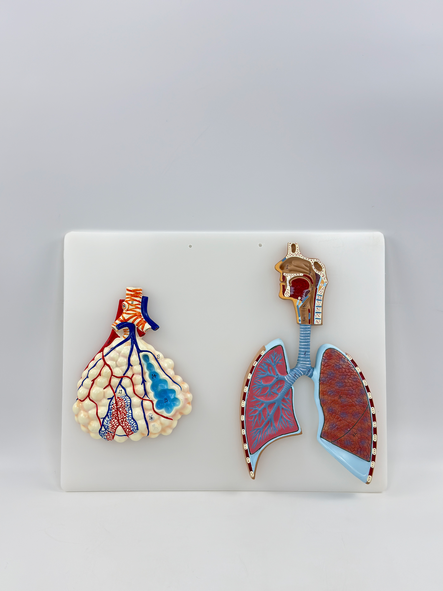 Respiratory system relief style (alveoli + respiratory system)-1