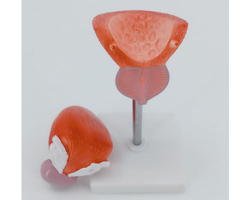 Bladder anatomy-1