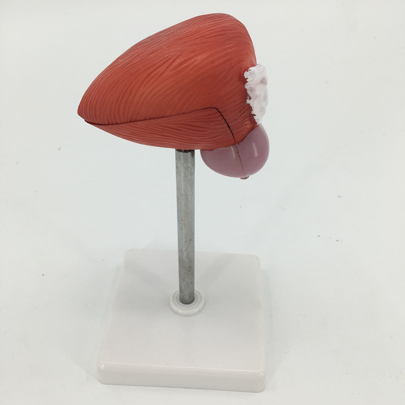 Bladder anatomy-0