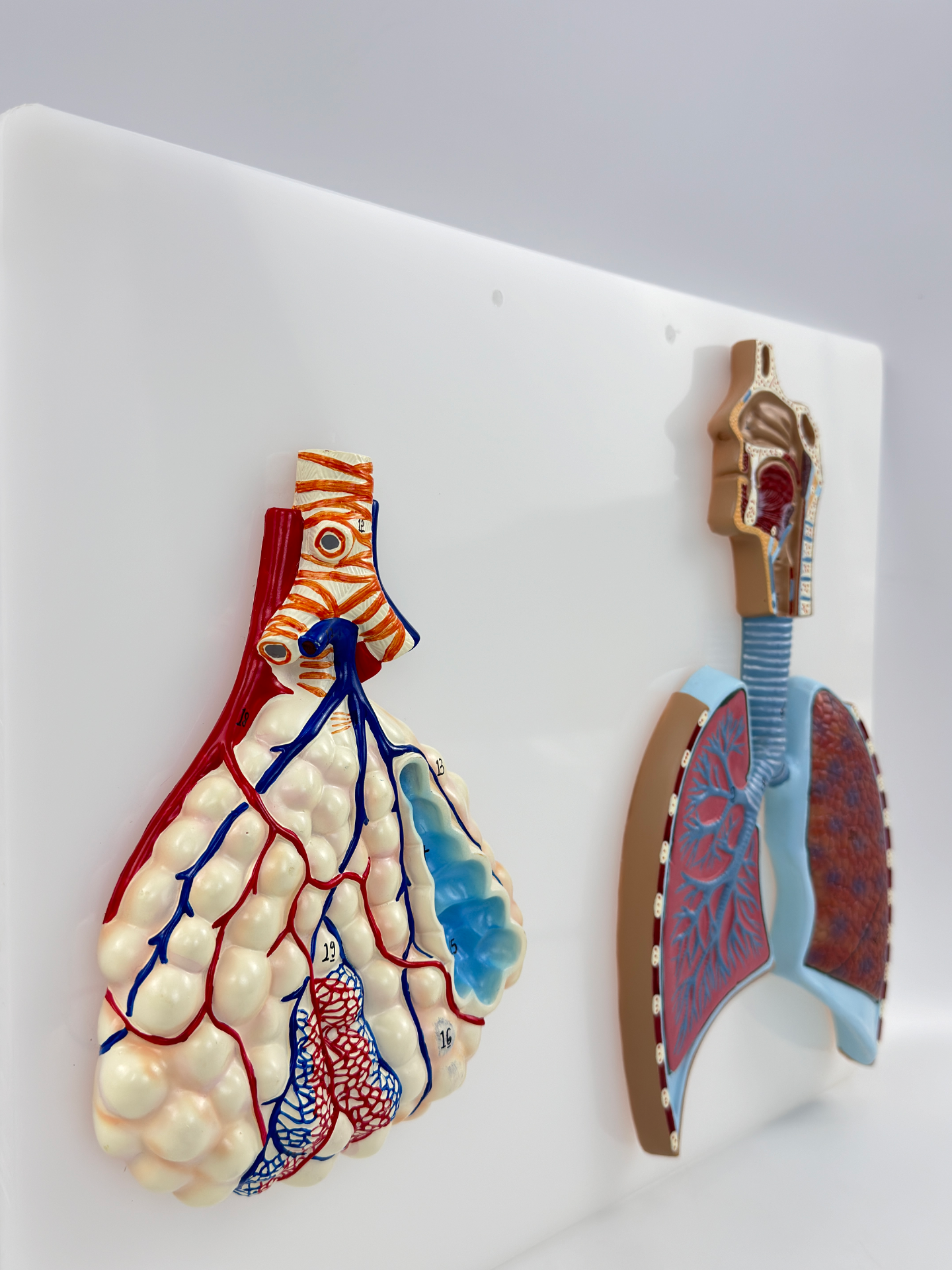 Respiratory system relief style (alveoli + respiratory system)-0