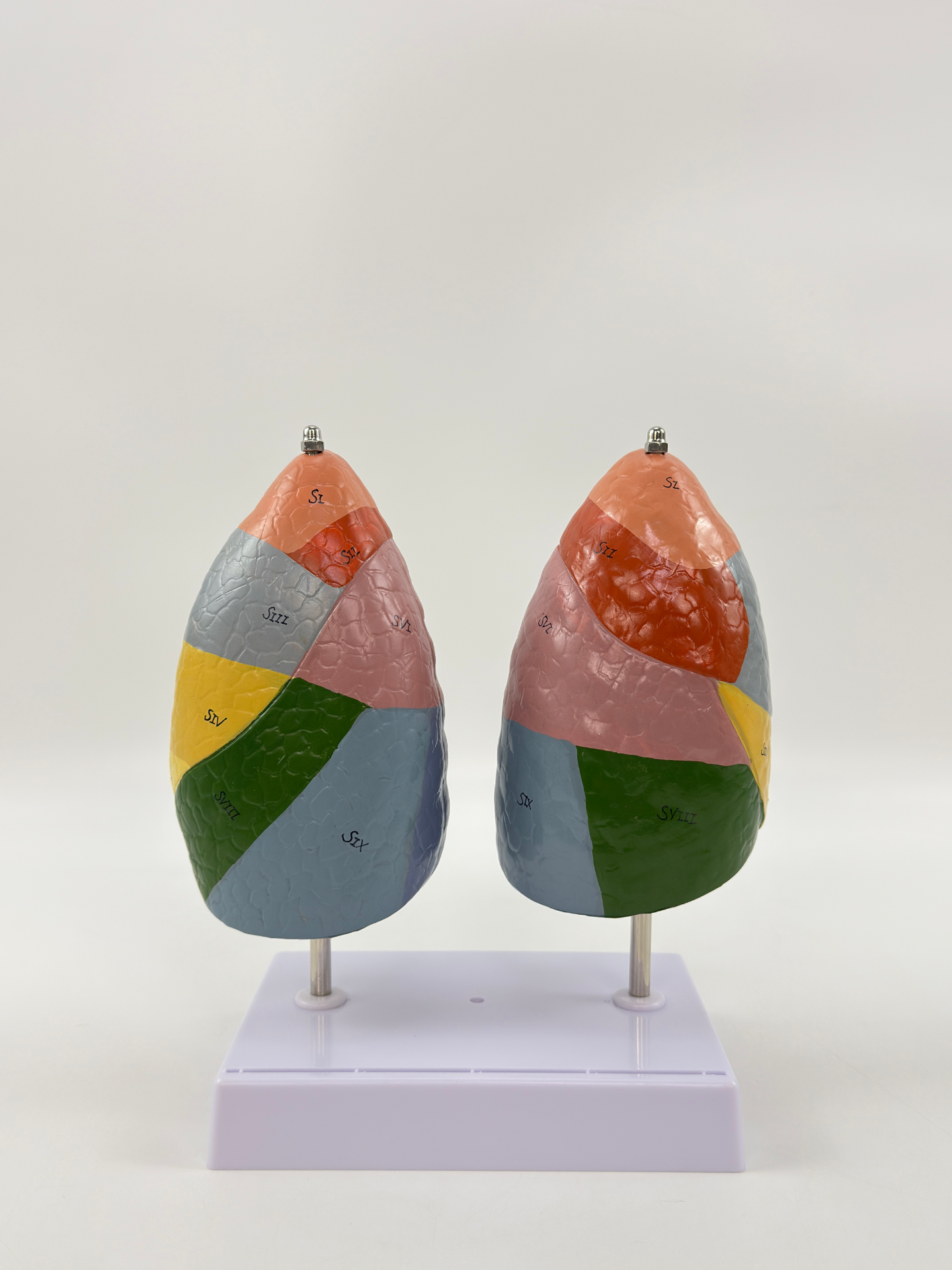 Color - separated lungs (a pair)-1