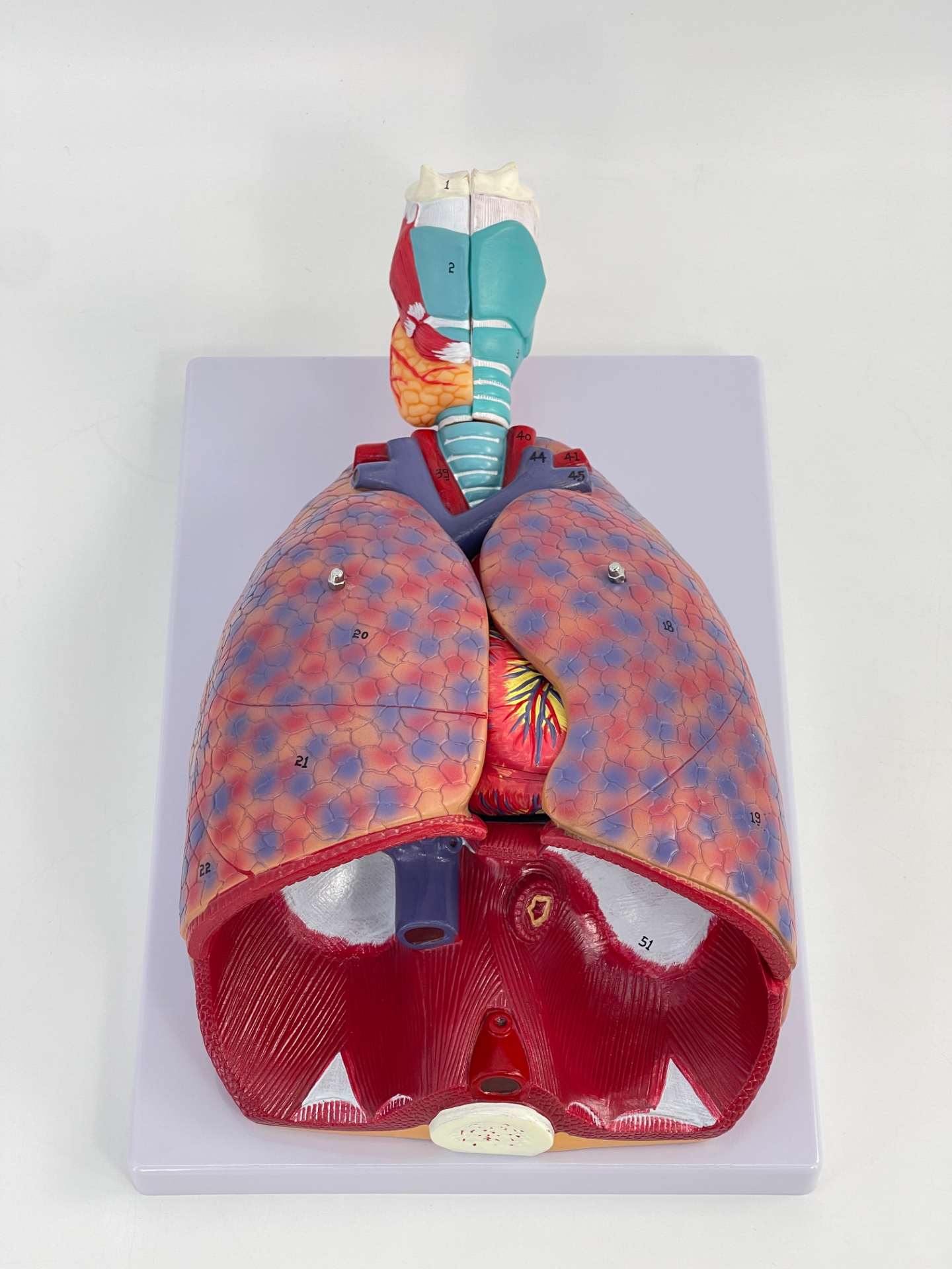 Laryngeal, cardiac, pulmonary and respiratory system (with labels)-1