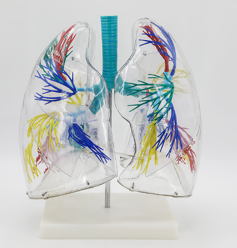 Transparent lung model-0