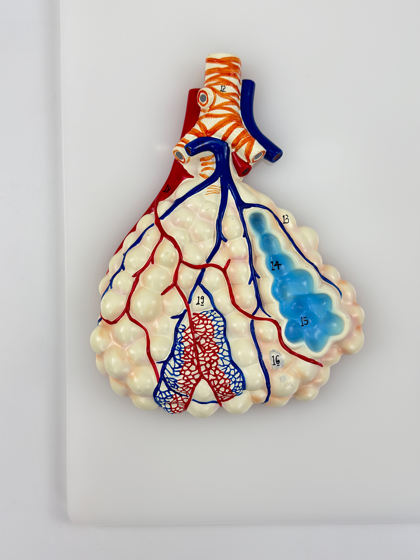 Alveolar enlarged model (relief style)-0