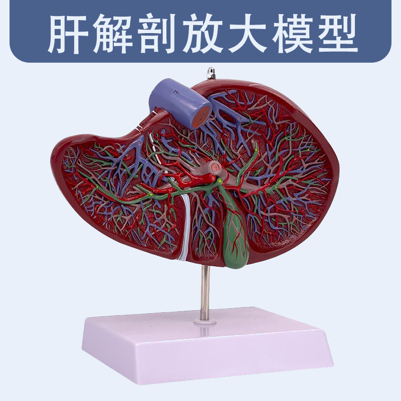 Liver anatomical model-0