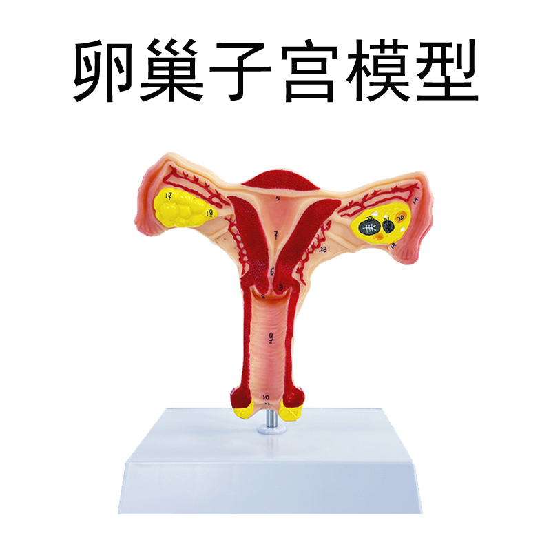 Bilateral ovaries and uterus-1