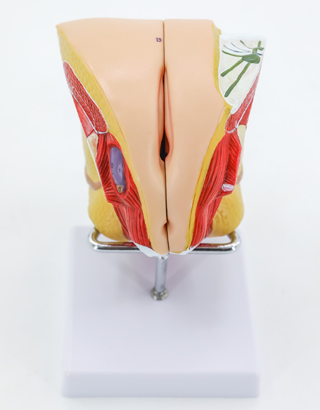 Female internal and external genitalia-1