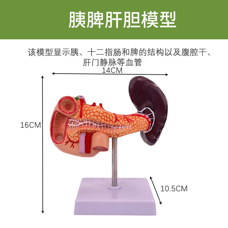 Normal spleen, pancreas, and duodenum model-0