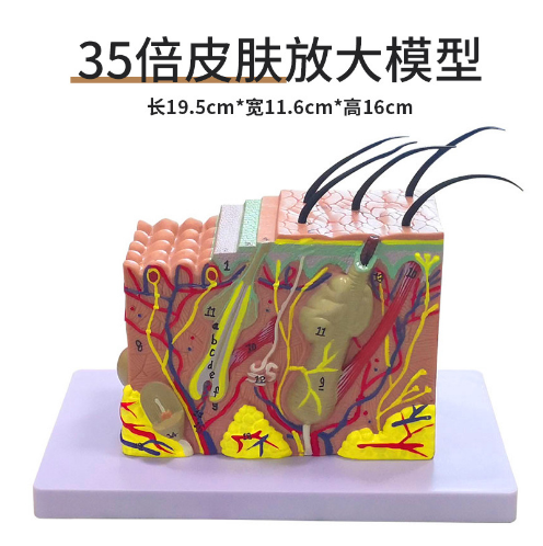 Skin magnification model (35x)-0