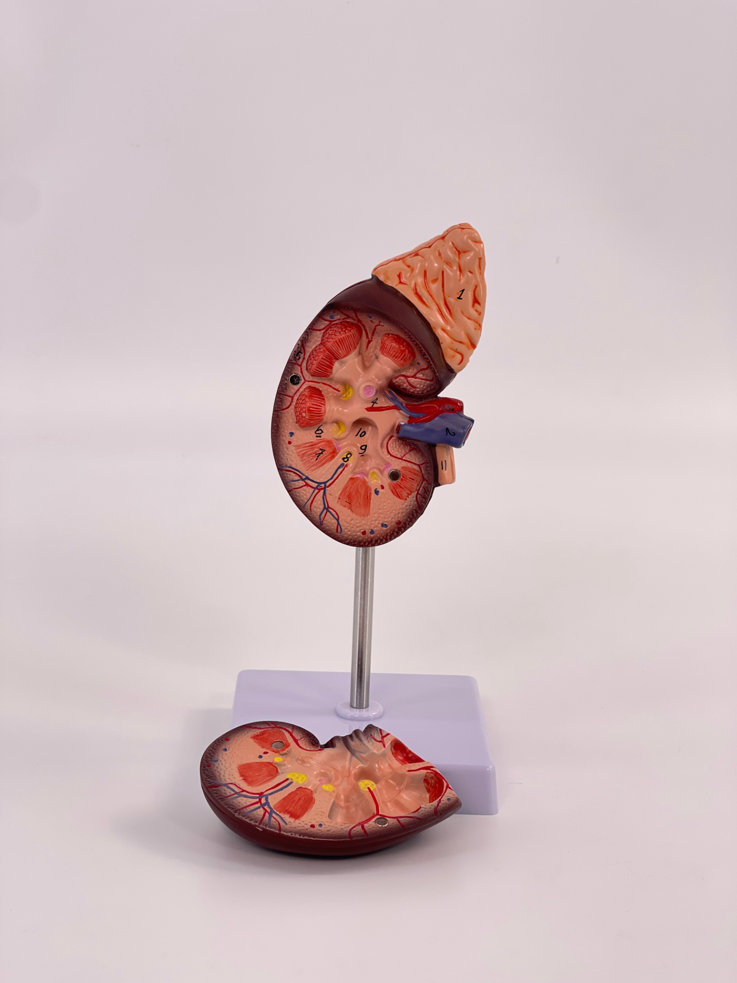 Natural large adrenal gland-1