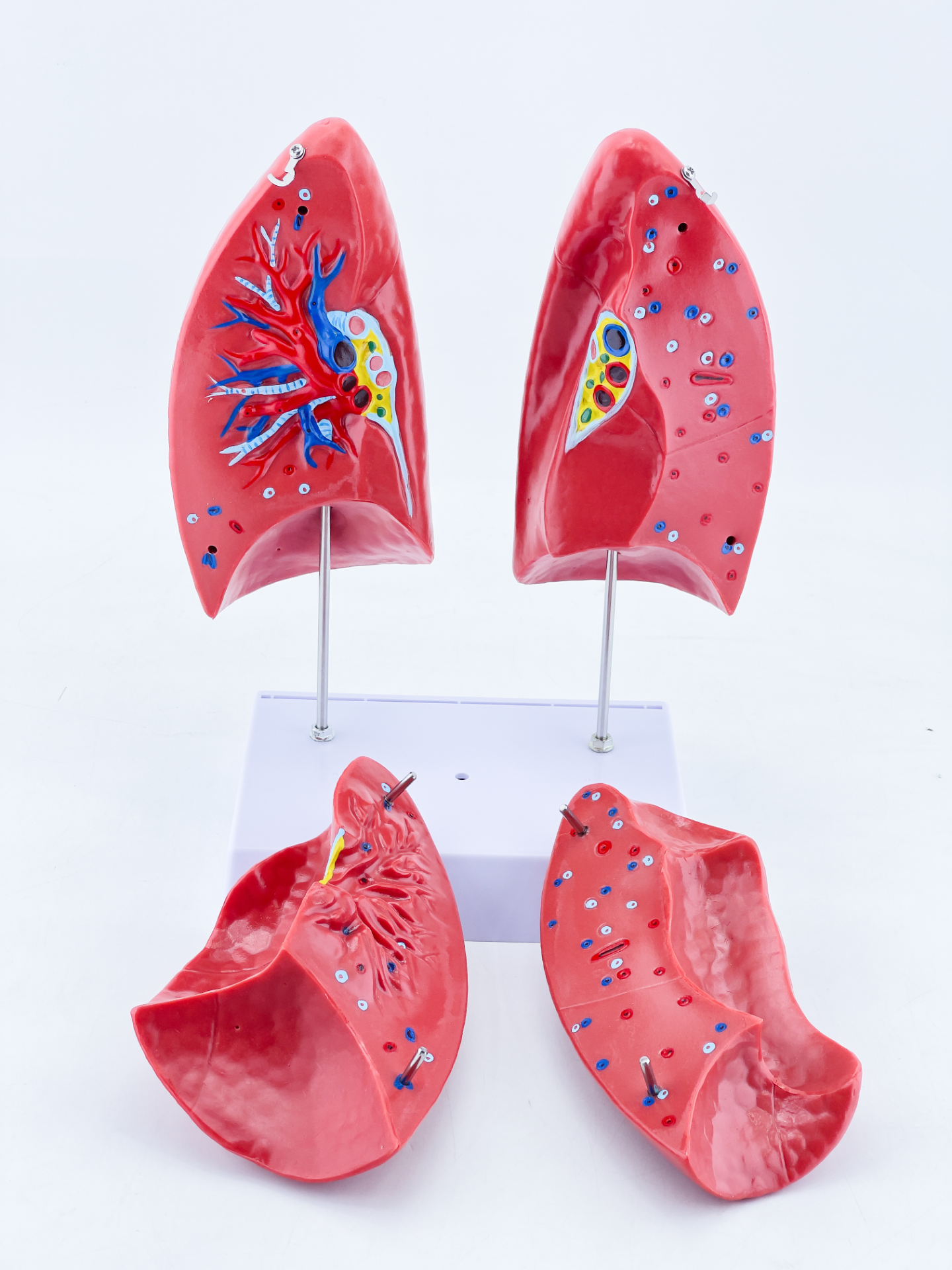 Lung anatomical model-0