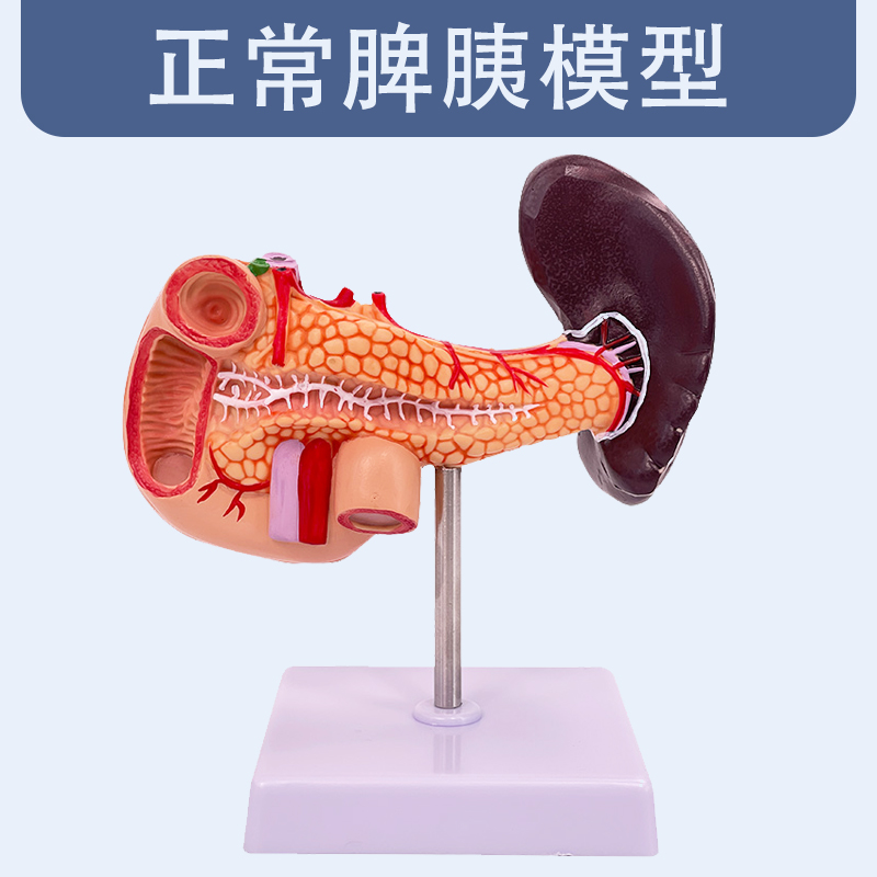 Normal spleen, pancreas, and duodenum model-1