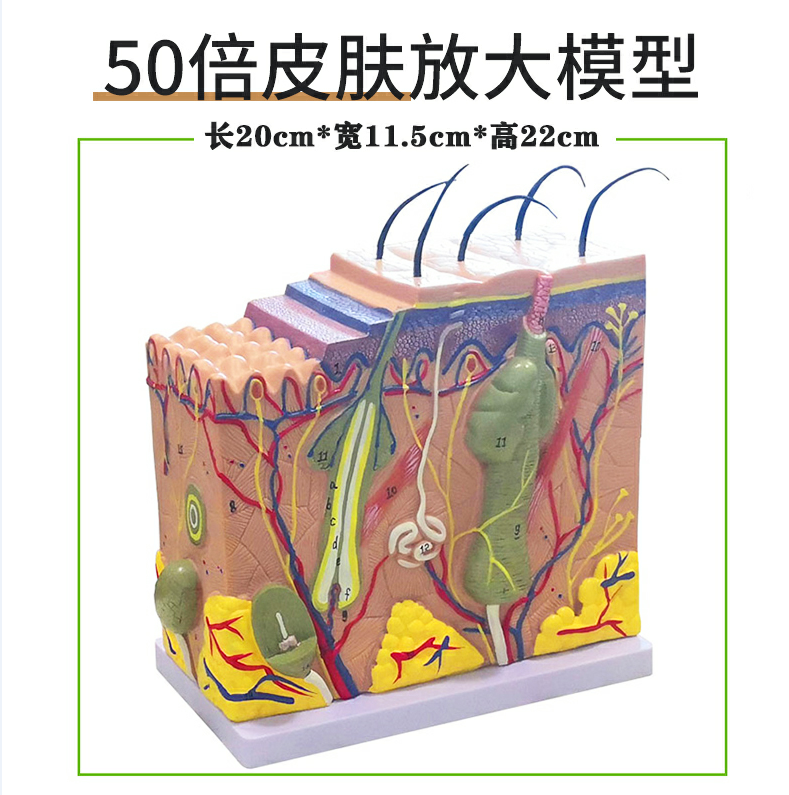 50x skin magnification model-0