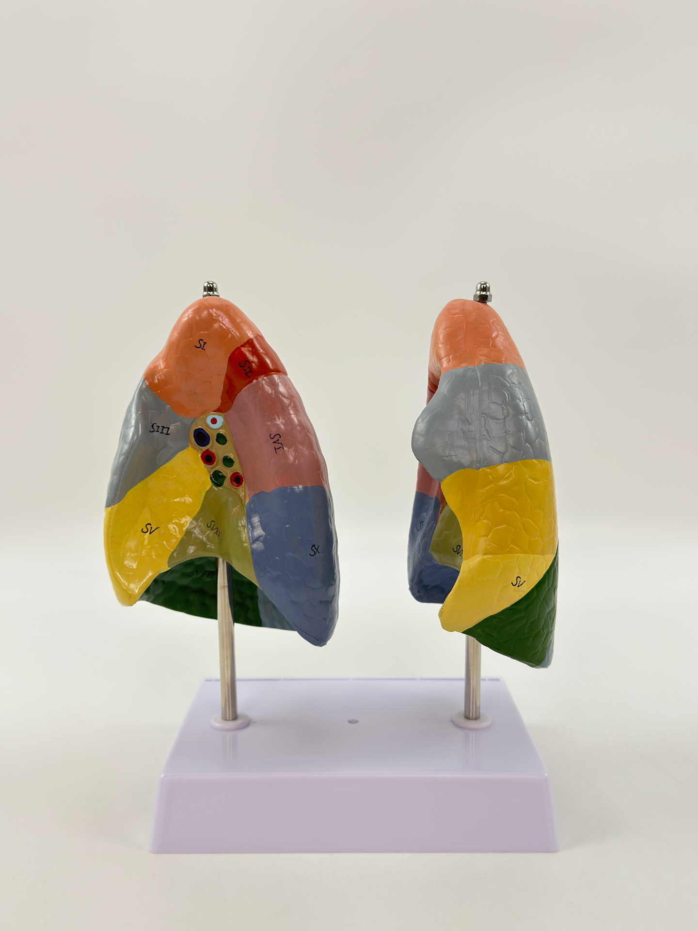 Color - separated lungs (a pair)-0