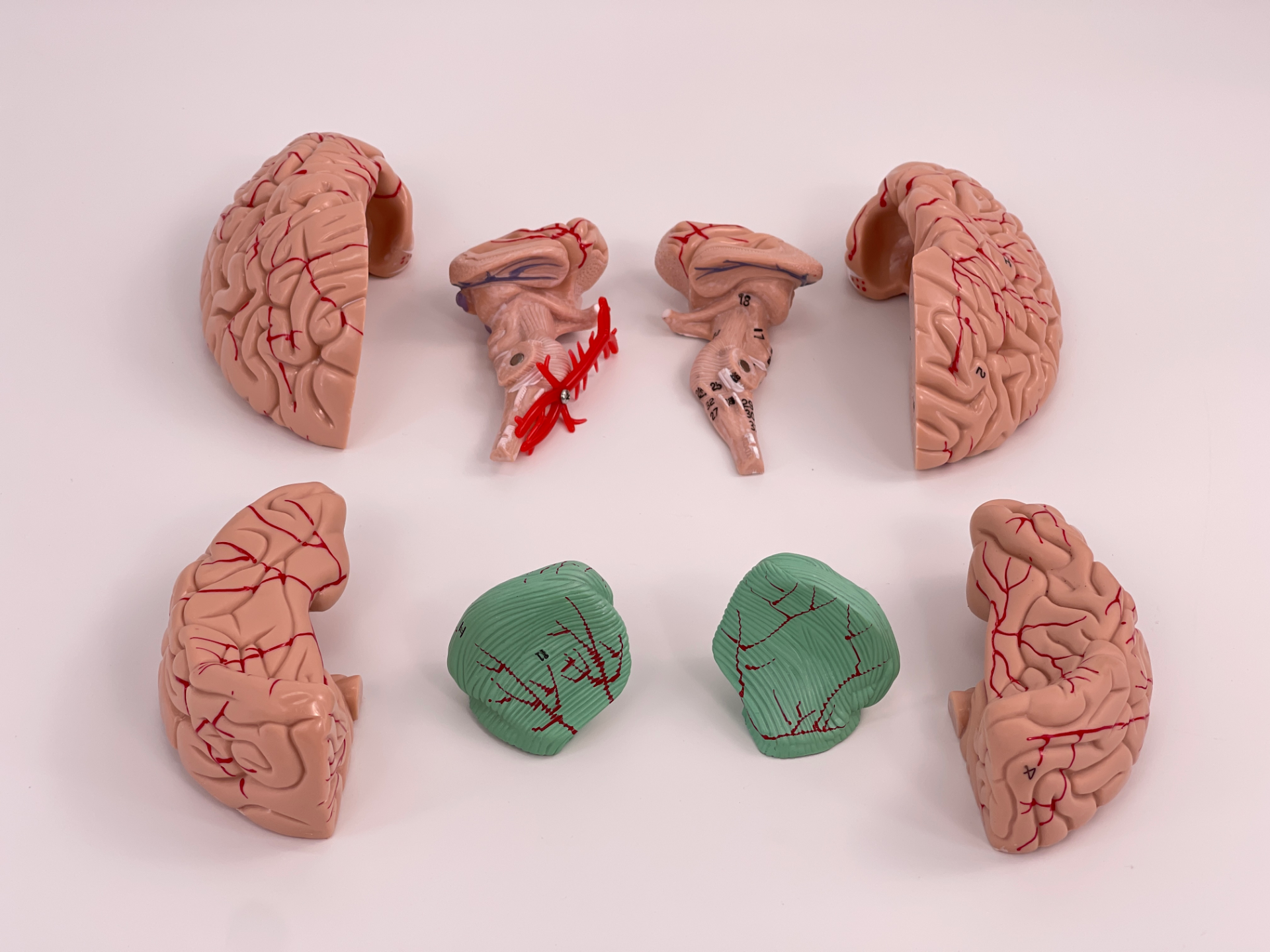 Natural brain (ID 32)-1
