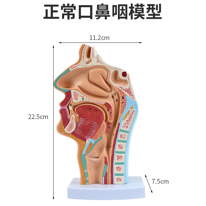 Normal oronasopharyngeal model-0