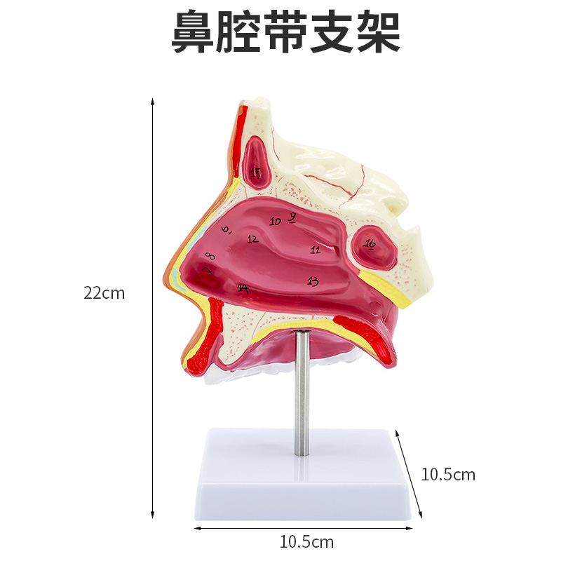 Nasal cavity with stent (send picture)-0
