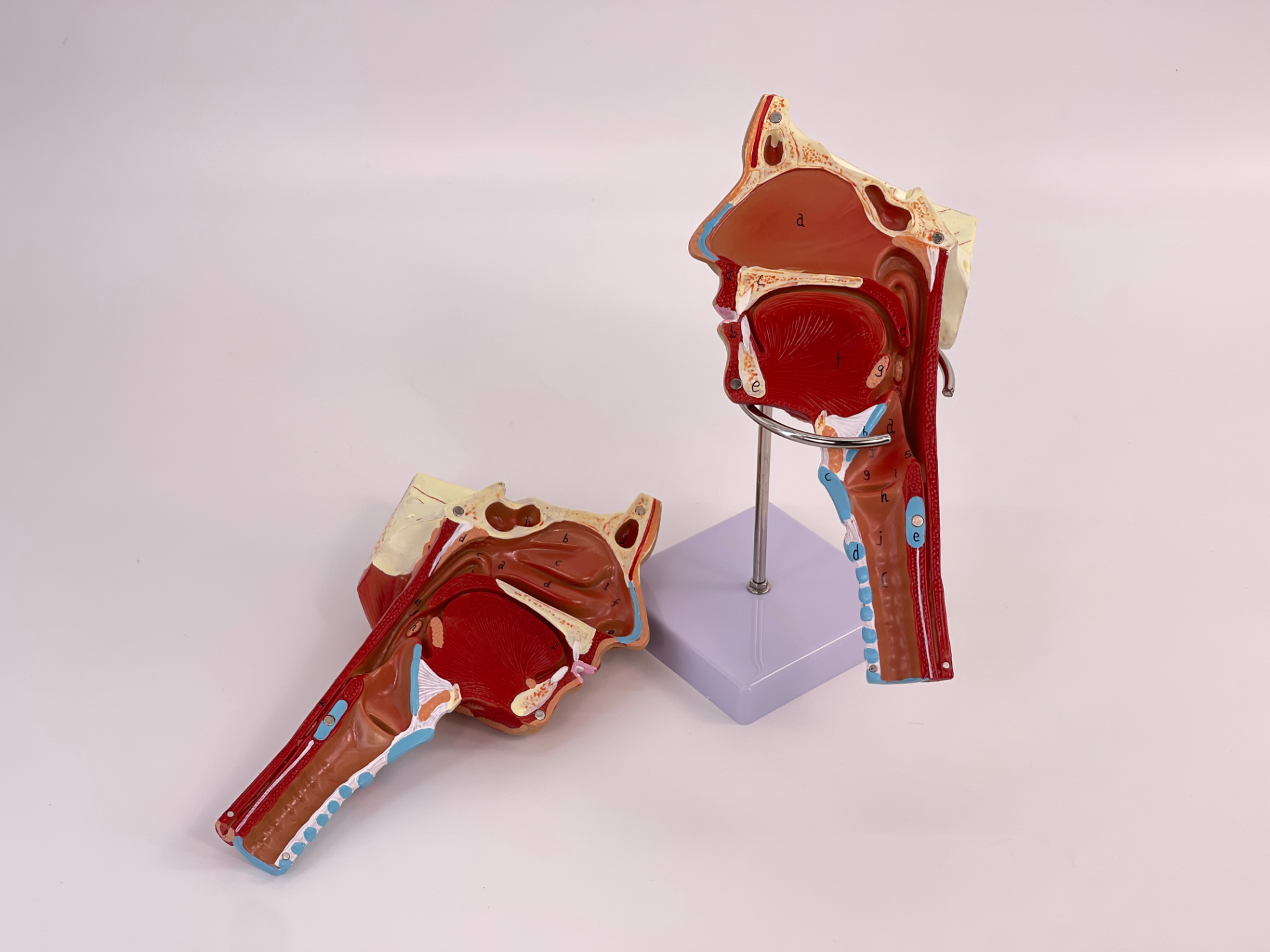 Pharyngeal muscle model-1