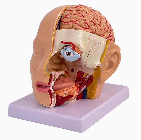 Unilateral accessory brain model of head anatomy-0