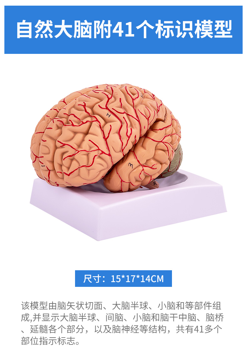 Nine-part brain (with labels)-0